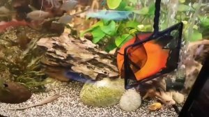 Дискусы. Обзор трёхлетнего опыта содержания.