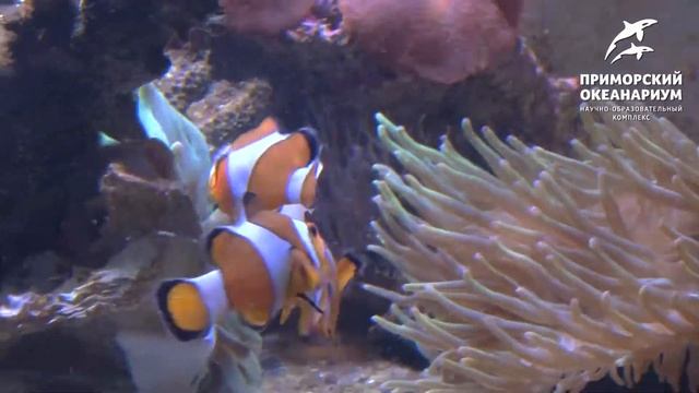 Рыба-клоун кормит свою актинию смотреть онлайн