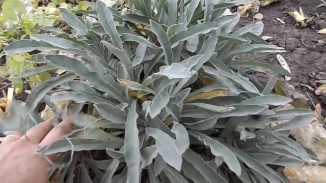 ОБРЕЗКА МНОГОЛЕТНИКОВ ОСЕНЬЮ. КАКИЕ ЦВЕТЫ НУЖДАЮТСЯ В ЗИМНЕЙ ОБРЕЗКЕ. смотреть онлайн