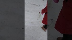 Щенок Джек Рассел терьер. Первый раз на улице зимой