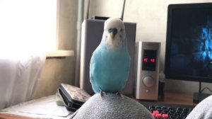 Пуся, говорящий попугай! Волнистый попугай говорит