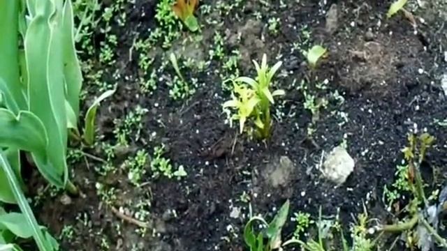 ОШИБКИ ПРИ СОЗДАНИИ РОЗАРИЯ