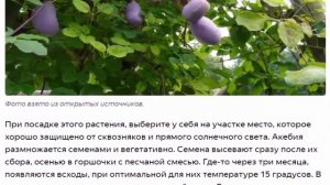 Акебия   шоколадная лиана