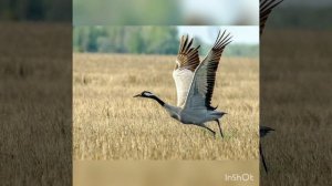 Далеко далеко, далеко журавли улетели