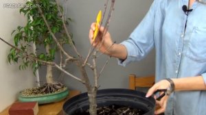 Бонсай из аронии черноплодной (ч.2).