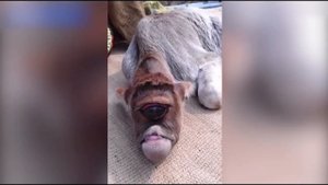 САМЫЕ НЕОБЫЧНЫЕ И СТРАННЫЕ ЖИВОТНЫЕ В МИРЕ. Топ 7 странных животных.