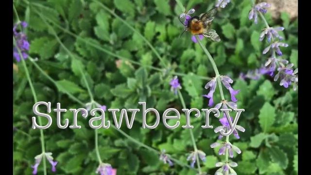 Le jardin merveilleux 🧘🏿♀️ Сад Чудесный смотреть онлайн