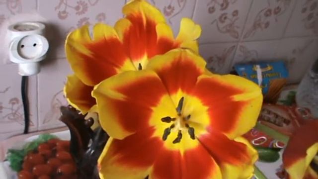 Желто красные тюльпаны цветут смотреть онлайн