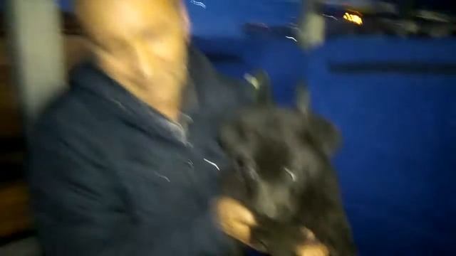 ЩЕНОК В АВТОБУСЕ смотреть онлайн