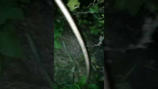 Ежики)) смотреть онлайн