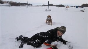 Airedales & Winter fun :)