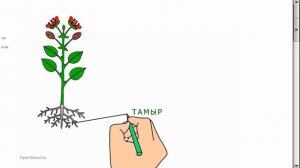 Өсімдіктің қандай  даму кезеңдері болады?