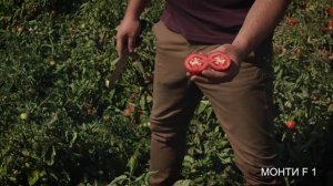 Томат Монти F1