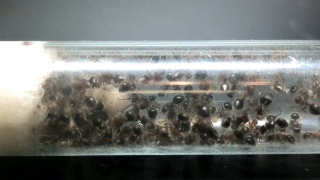 Обзор муравьёв Meranoplus bicolor. #МуравьиЯрославль смотреть онлайн