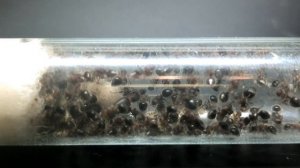 Обзор муравьёв Meranoplus bicolor. #МуравьиЯрославль