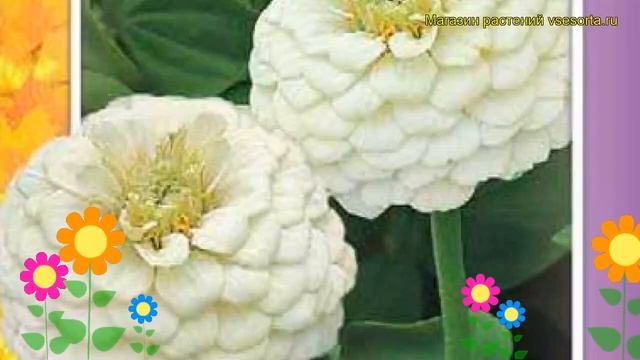 Цинния изящная Лилипут белая. Краткий обзор, описание характеристик zinnia elegans Liliput belaya смотреть онлайн