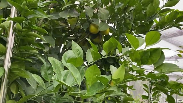 Тем временем в " домике для цитрусов" растения зеленеют, плоды спеют, ???? смотреть онлайн