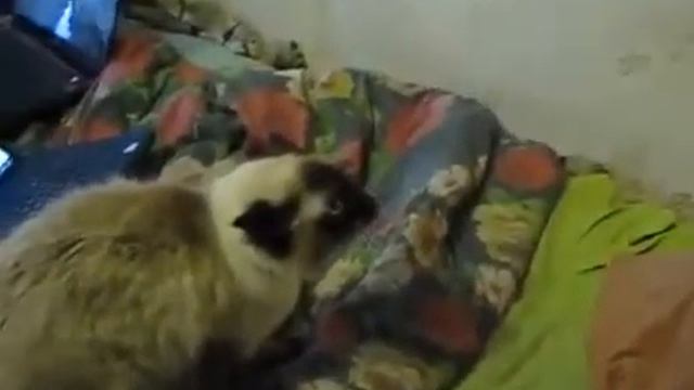 Кошки и дети приколы