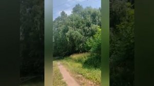 видное вырубка леса дыдылдино