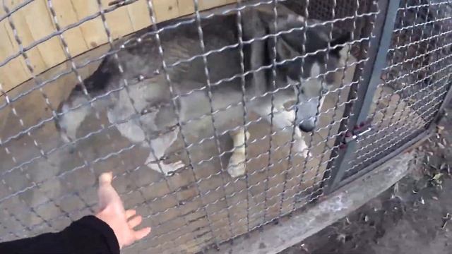 ОБЗОР НА ХАСКИ. Какого жить с собакой породы хаски в квартире смотреть онлайн