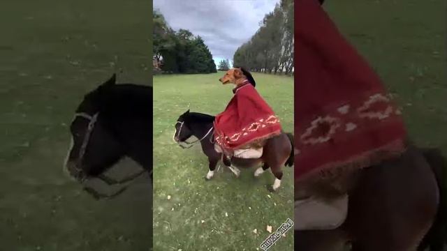 мушкетёр
