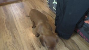 Щенок карликовой таксы 3 месяца Джери как мышонок