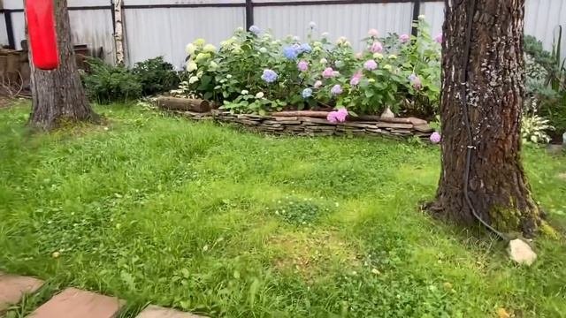 Самые красивые неприхотливые и любимые цветы в моём саду