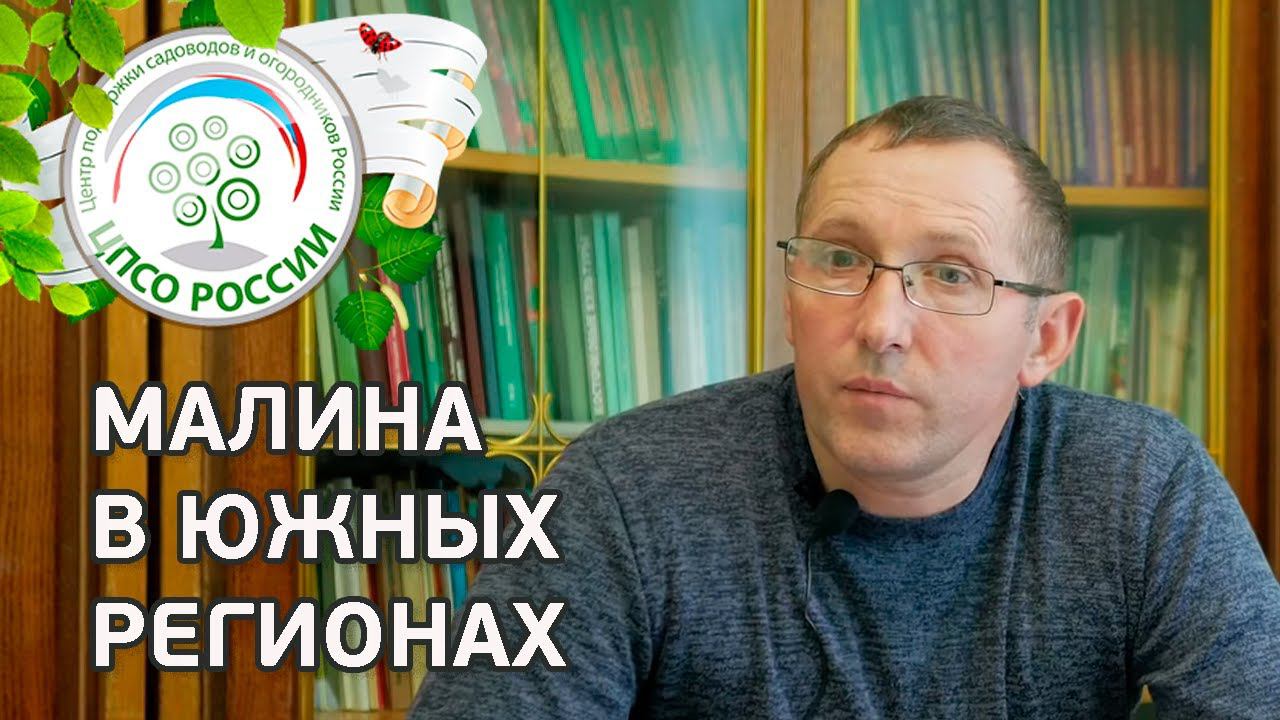 Ремонтантная малина в южных регионах. Особенности выращивания ремонтантной малины на юге.