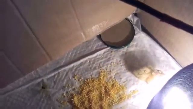 Вылупление перепелят 17 день смотреть онлайн