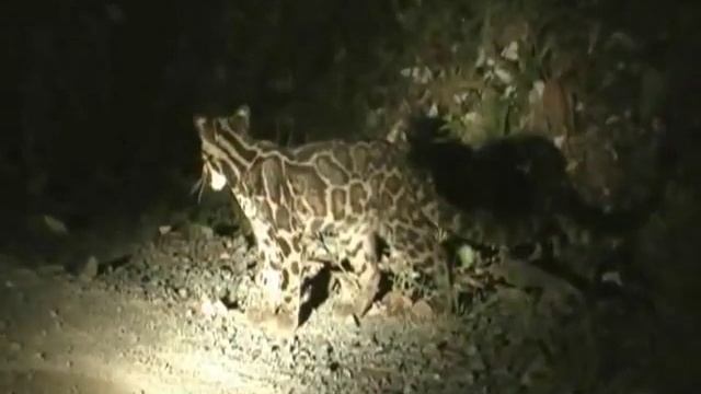 Neofelis diardi смотреть онлайн