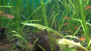 Тетра Аманда обзор