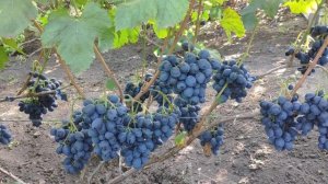 Виноград Шарада UA 2019г