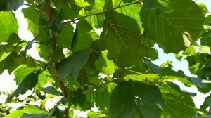 ФУНДУК . Сорт Обильный ! Очень детально об етом сорте и его орешках !)))