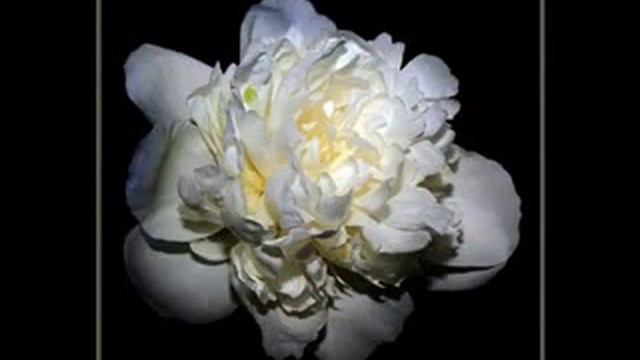 Просто красивые цветы смотреть онлайн