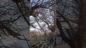Охота на фазана с пневматикой. УДАЧНАЯ!!!