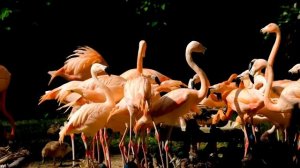 Интересные факты о фламинго(Interesting facts about flamingos).