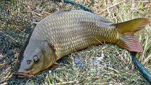 РЫБАЛКА_НА_КУЗЕ._КАРП_ВОРУЕТ_УДОЧКИ._СНИМАЕМ_КЛЕЙМО_РЫБОЛОВА-НЕУДАЧНИКА..mp4