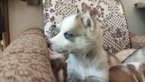 Сибирский Хаски - Щенки 03