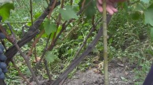 @Виноград 2018. Виноград Бруно. Отзыв о винограде