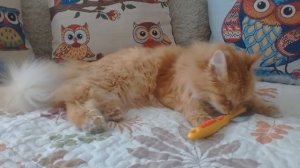 УХОД ЗА ШЕРСТЬЮ СИБИРСКОГО КОТА/ Pets__Love