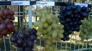 Виноград 2021 год Донецк