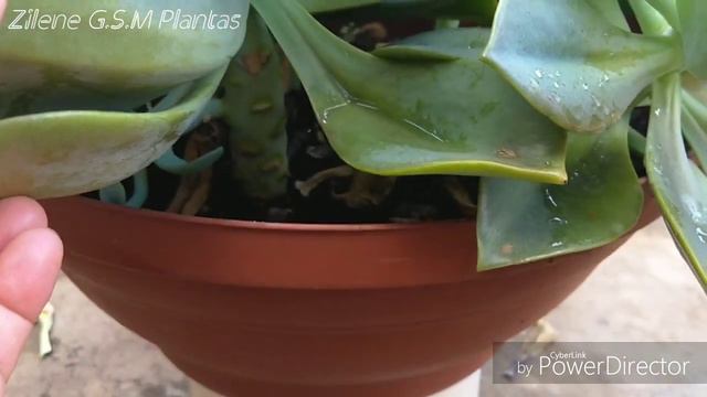 💮💮 Echeveria Douglas huth💮💮 смотреть онлайн