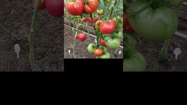 Минусинские сорта томатов моей коллекции 2023 г. Киров. смотреть онлайн