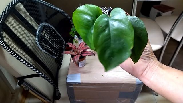 Цветочные новинки из Леруа Мерлен и подарки из Воронежа.