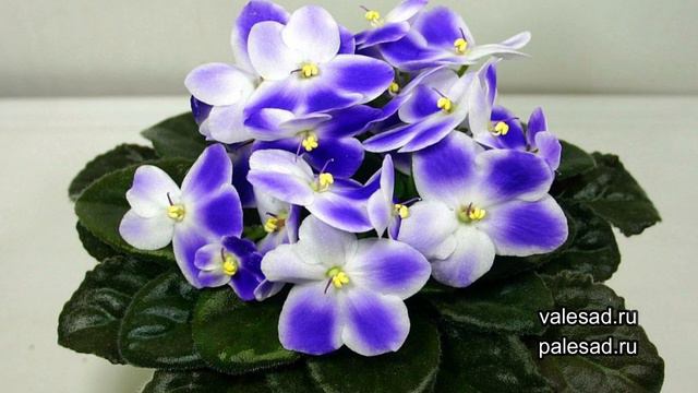 РАССАДА НЕ ВЫТЯНЕТСЯ! Применяю это средство, и рассада крепкая и толстенькая!