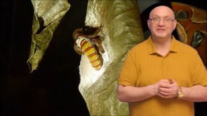 Самая крупная бабочка Павлиноглазка Атлас