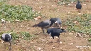 Вороны Сороки Галки Грачи Голуби Забавные моменты