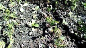 ПОСАДКА КЕДРА СИБИРСКОГО ОСЕНЬЮ