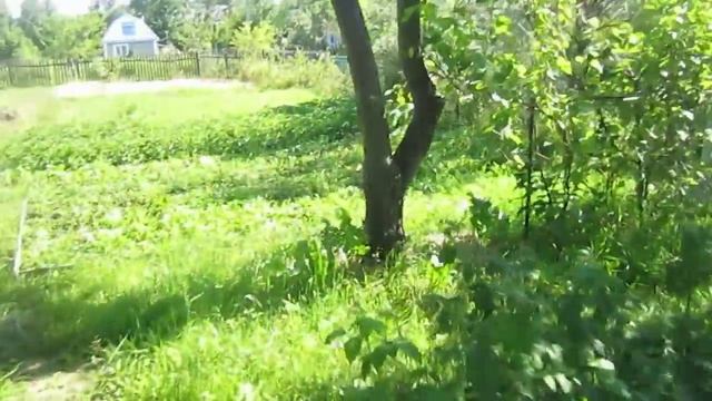 Продаётся Дача  Знакомство с Территорией Дачи (Dacha. Ukraine)