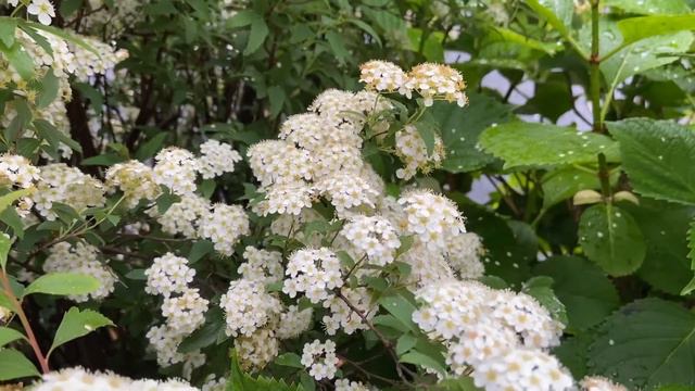 Spiraea cantoniensis